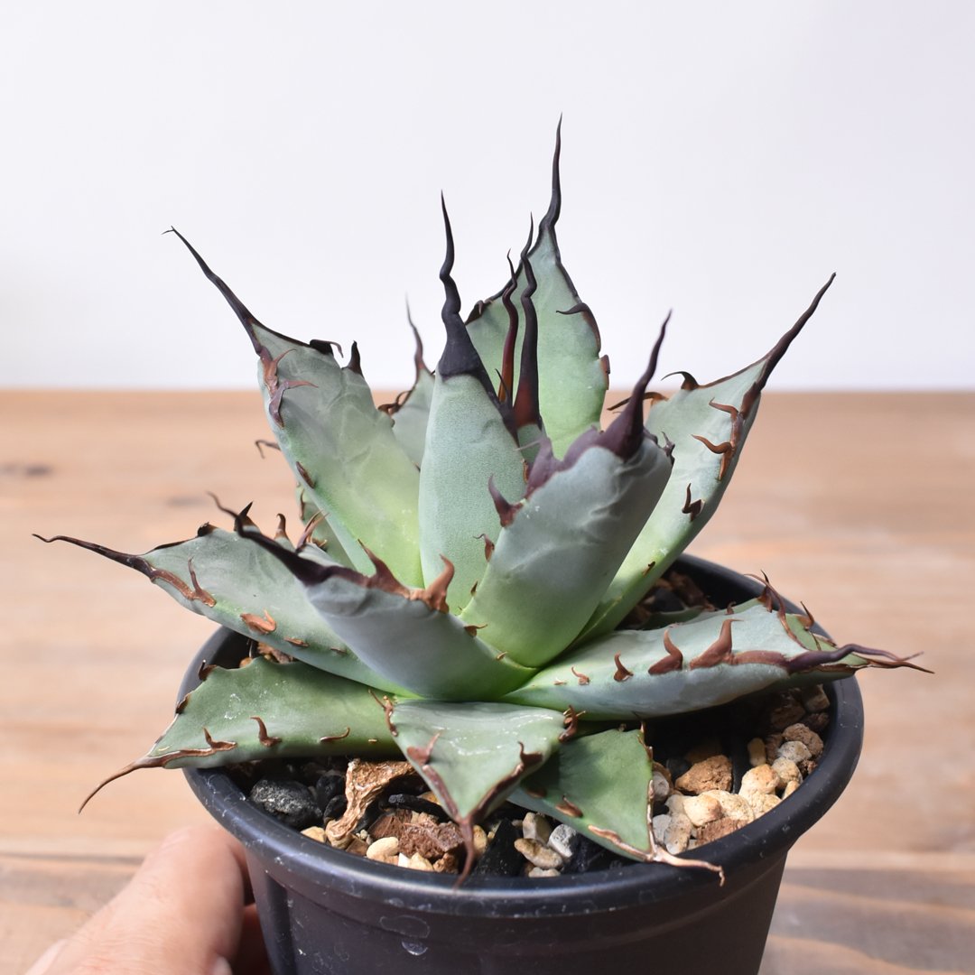 アガベ ハイブリット 象牙妖炎×黑帝斯 / エボリスピナ×ハデス 