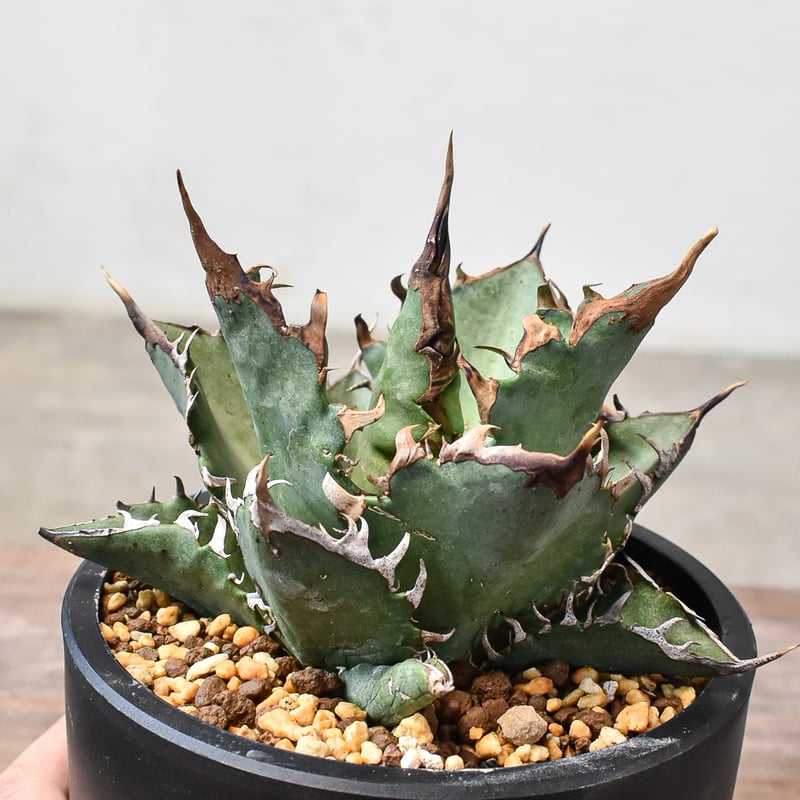 アガベ チタノタ チーター 