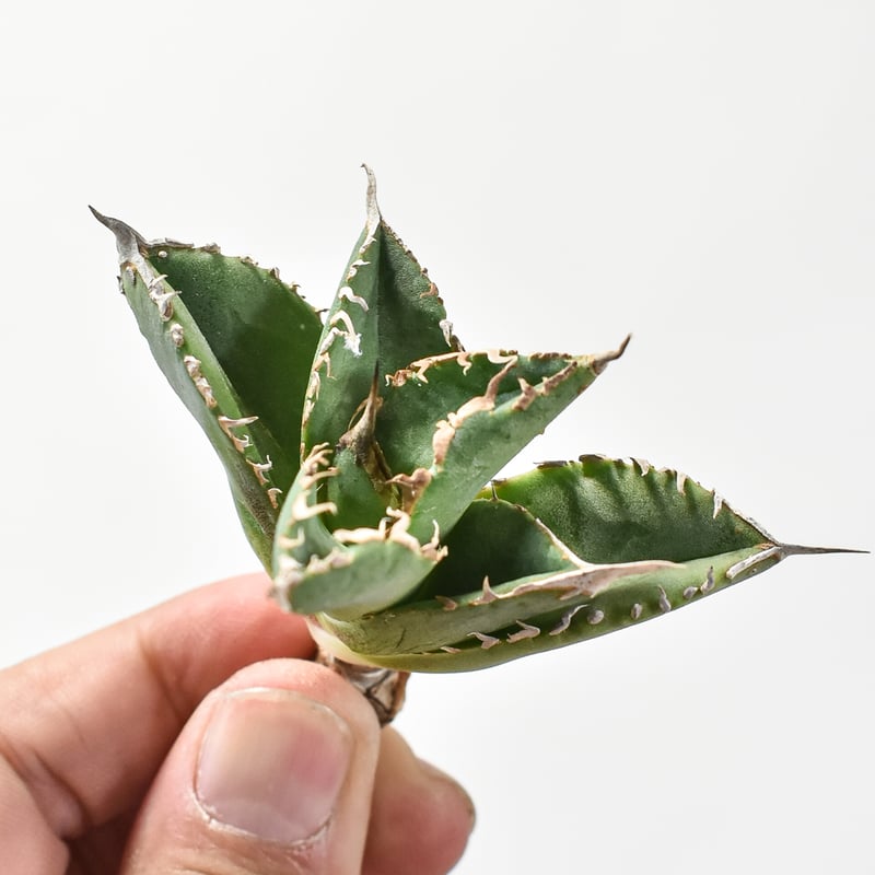 アガベ チタノタ DENNIS018 【台湾DENNIS産/抜き苗/子株】B DN240