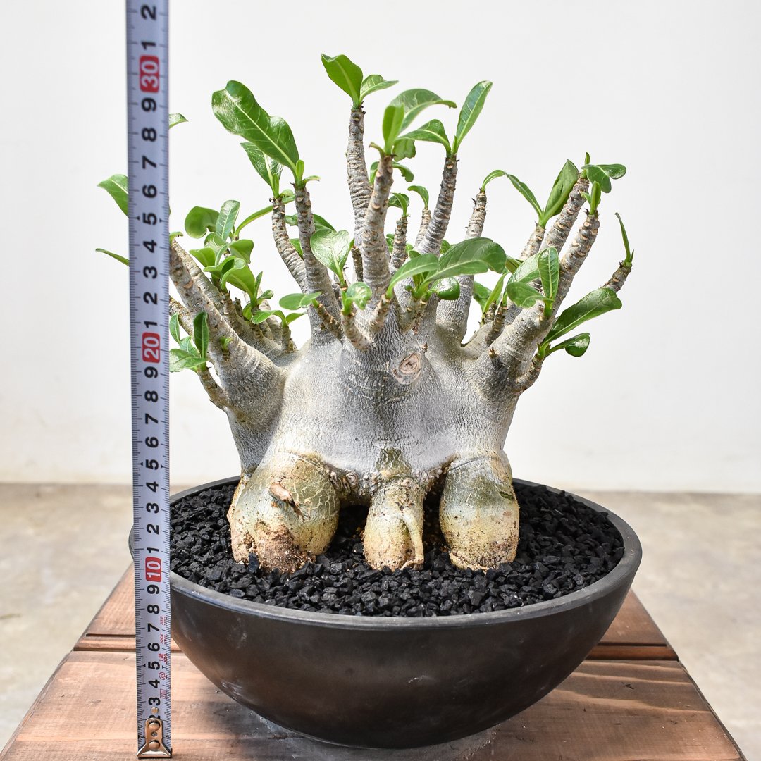 アデニウム　ソコトラナム (EU輸入株) アデニウム ソコトラナム (EU輸入株) アデニウム ソコトラナム (EU輸入