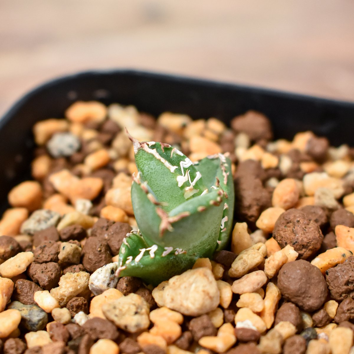 アガベ チタノタ ホオジロザメ 