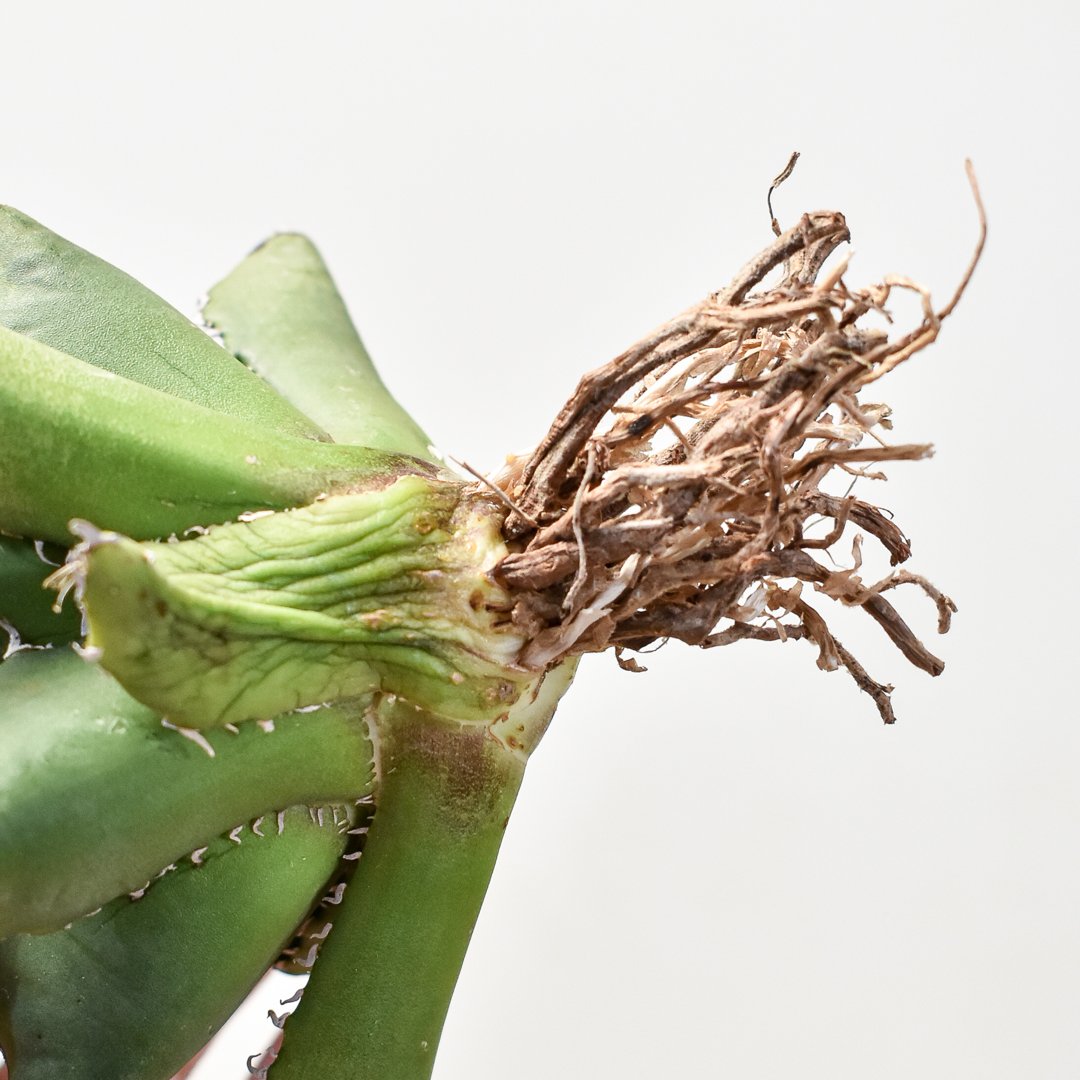 専用　US輸入株　アガベ　チタノタ　FO222　大かき仔　根あり　送料込み 2025年最新】アガベFO222の人気アイテム - メルカリ