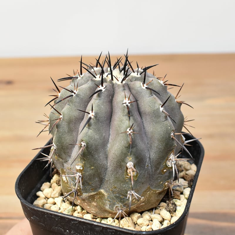 コピアポア シネレア 