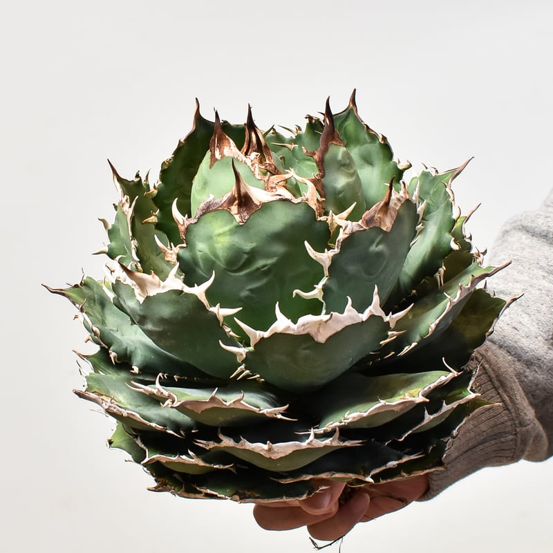 アガベ チタノタ オテロイ 