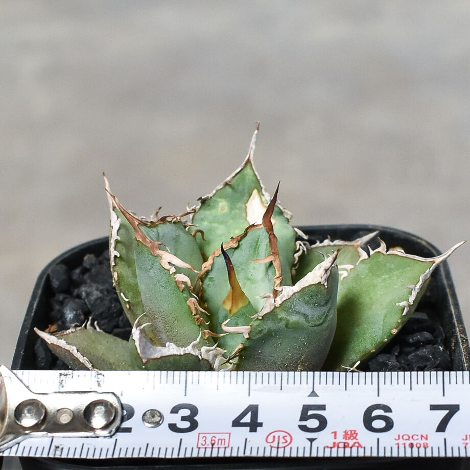 fit=scale-down,w=1200