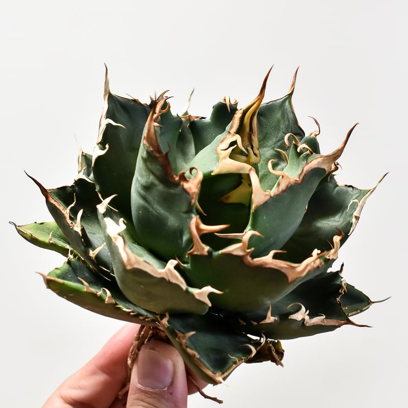 アガベ チタノタ 