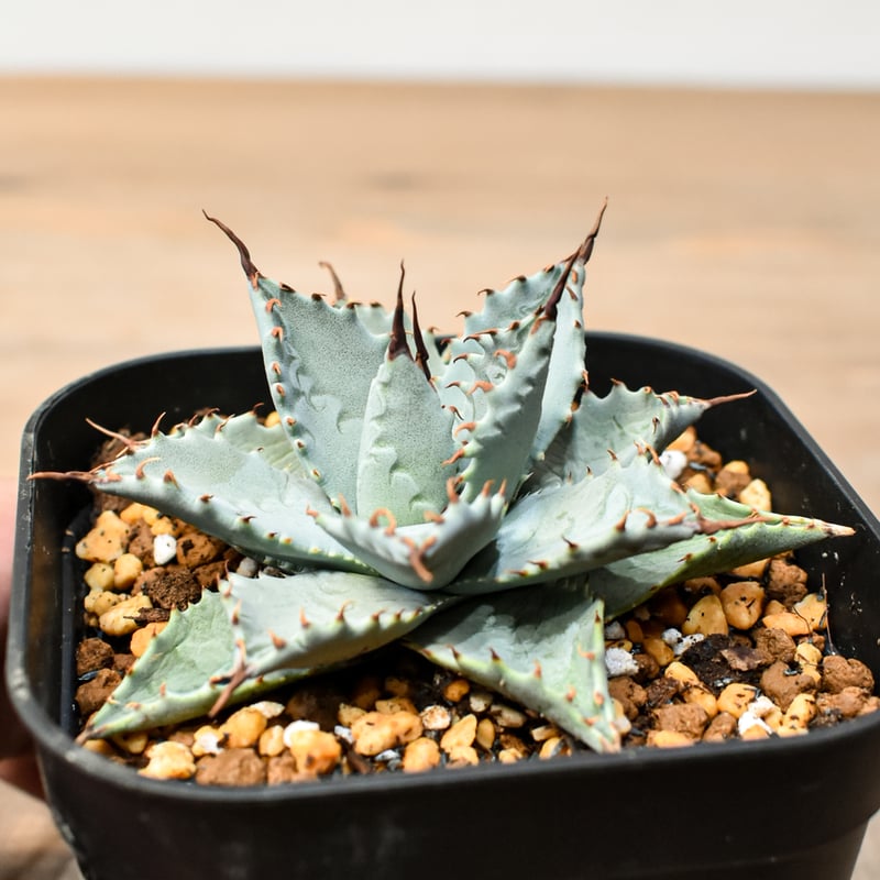 アガベ ハイブリット 日系イシスメンシス×象牙妖炎（陽炎エボリ