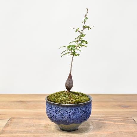 【“WACK” ON YOUR SIDE】オペルクリカリア パキプス WACK-A112