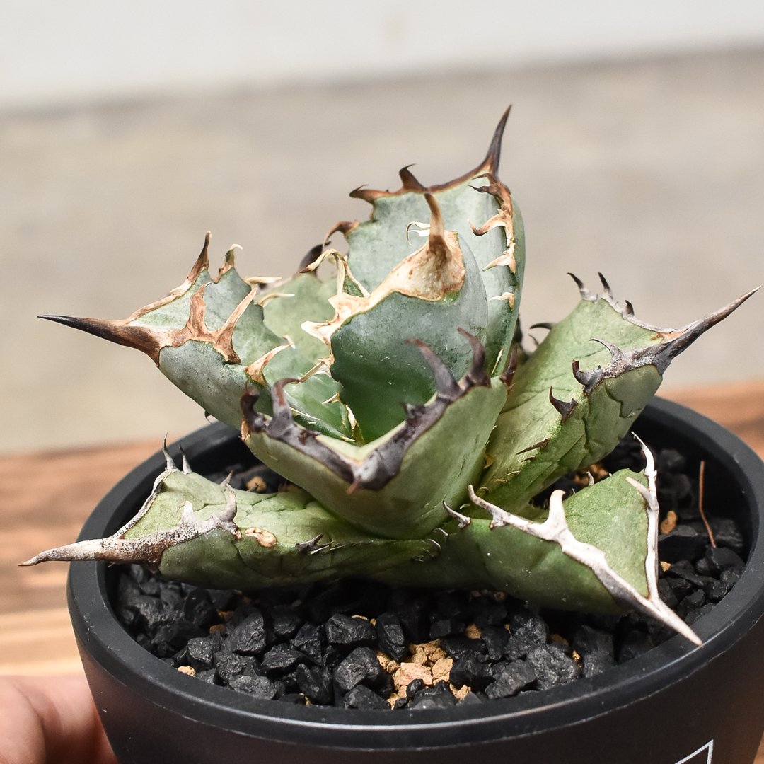 アガベ チタノタ アガベ チタノタ “阿修羅” “阿修羅丸” (発根済み