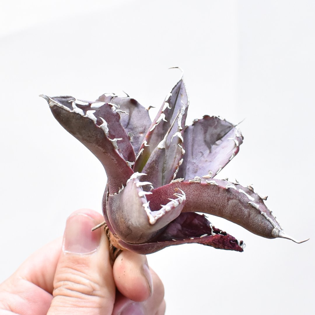 わ*ん様 【アガベ チタノタ “龍球會-妖狐”】親株1枚目参照/極上株/OC 全 わ*ん様 【アガベ チタノタ “龍球會-妖狐”】親株1枚目参照/極上