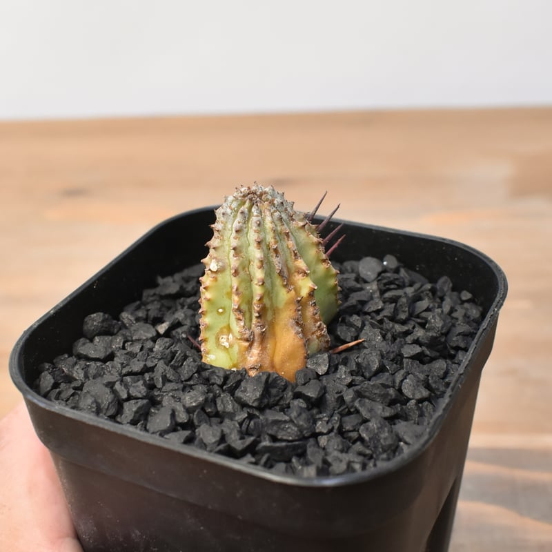 ユーフォルビア ホリダ 