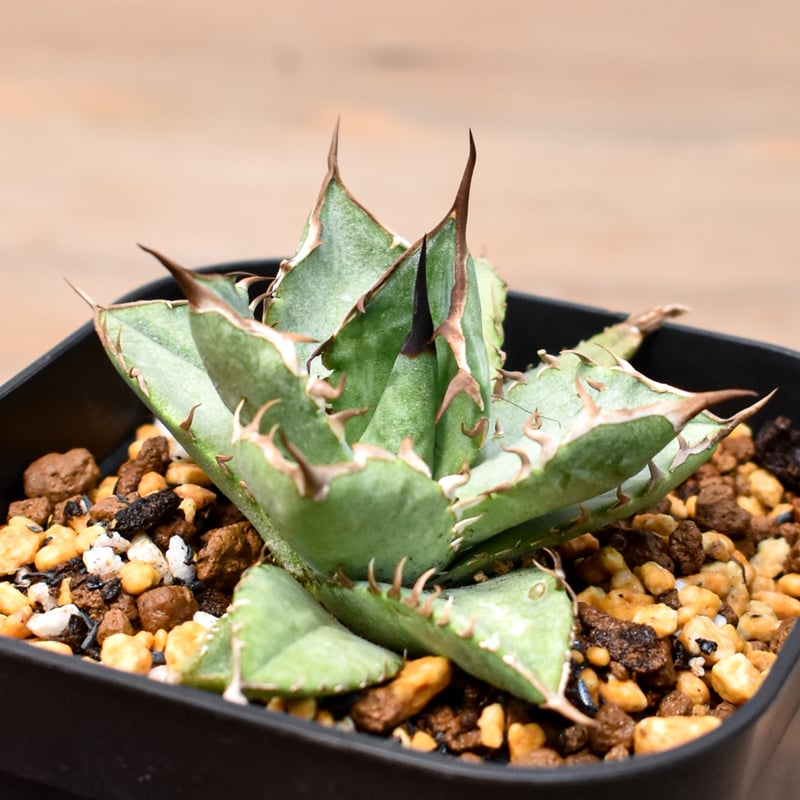 アガベ チタノタ オテロイ 親株 検)ブツブツ studs 星空 ハデス ブルー アガベ チタノタ オテロイ 親株 検)ブツブツ studs 星空 ハデス ブルー