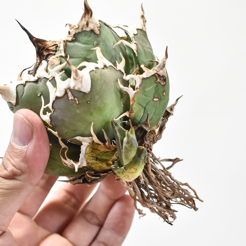 精品シーザー J株直子】アガベ チタノタ シーザー / 精品凱撒 【台湾