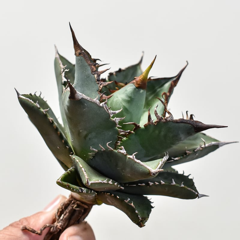 アガベ チタノタ 