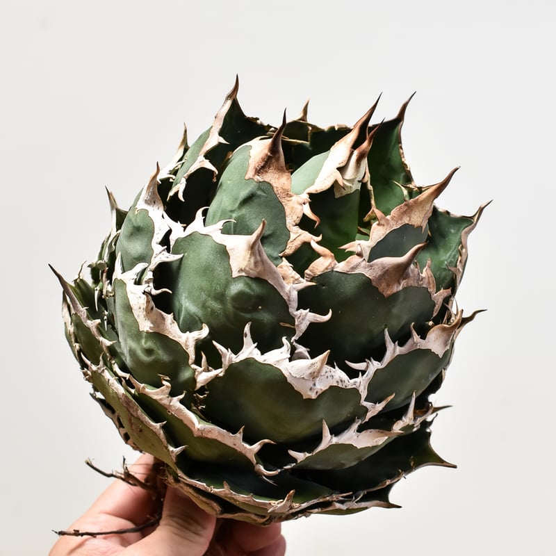 アガベ チタノタ オテロイ 