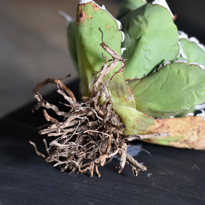 アガベ　チタノタ　魚刺　WH NURSERY アガベ チタノタ 魚刺 WH NURSERY アガベ チタノタ 魚刺 Agave