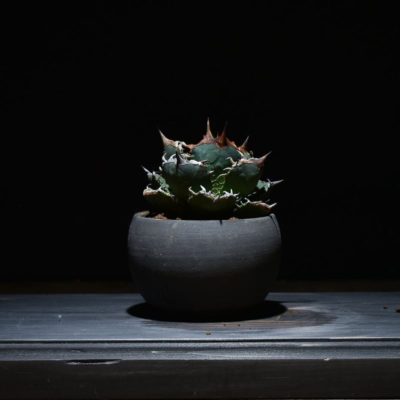 アガベ　FO-076 from italia アガベ チタノタ FO-076 