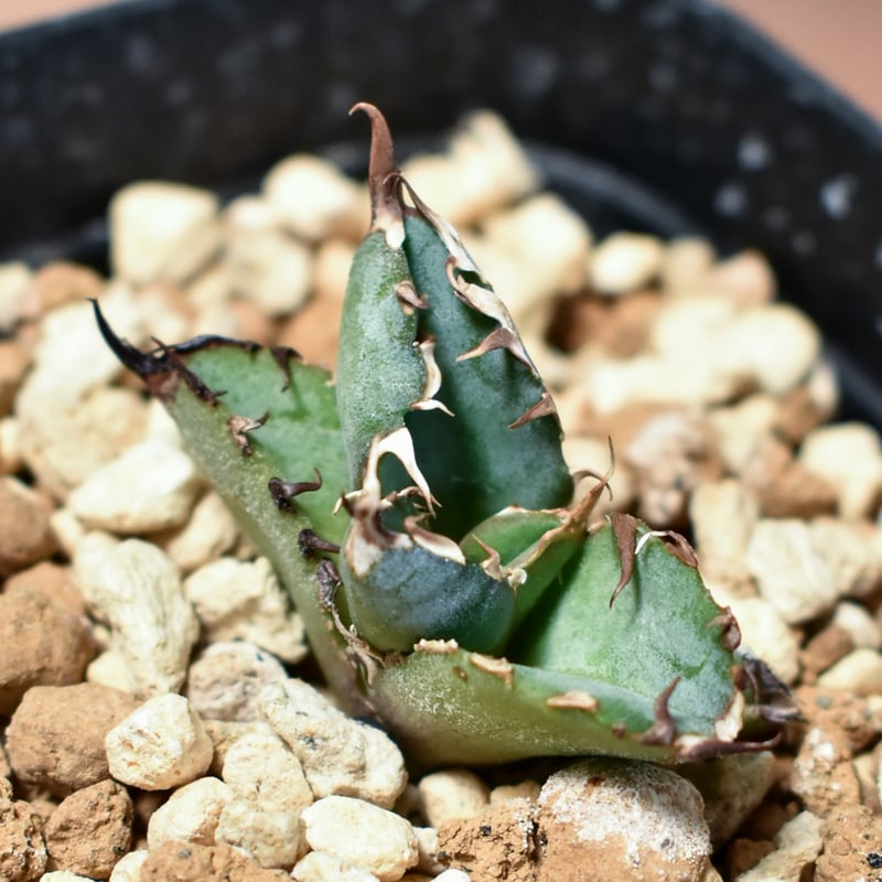 アガベ チタノタ ブラックアンドブルー  