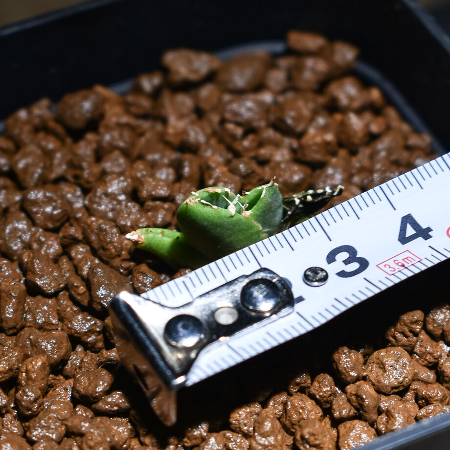 アガベ　チタノタ　cok 追星　コレクション株 Yahoo!オークション - アガベ チタノタ COK CG01 追星 OC子株②