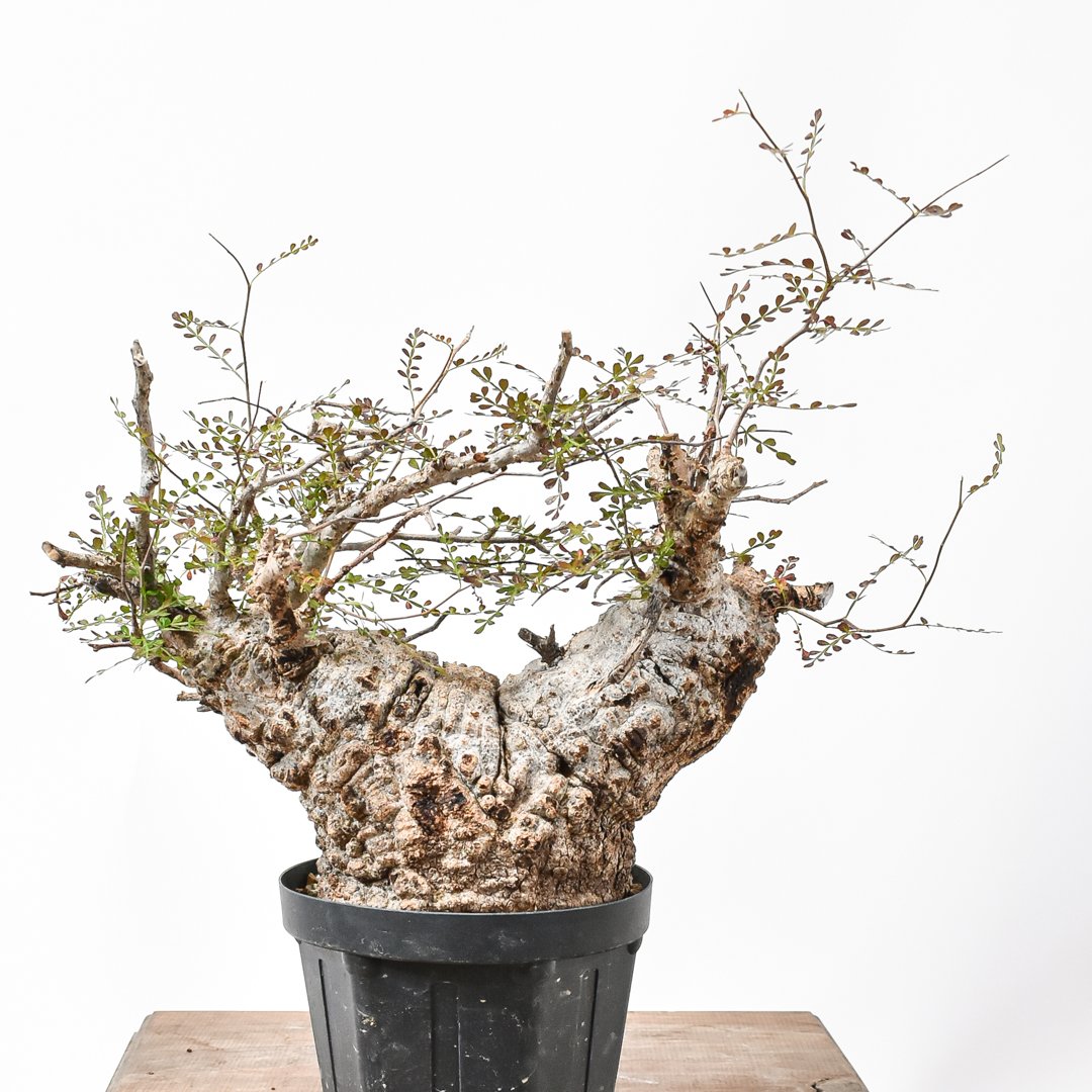 オペルクリカリア パキプス　発根済み　２頭　ダブルヘッド オペルクリカリア パキプス 発根済み 2頭 ダブルヘッド