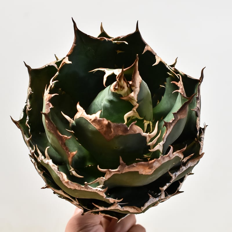 【アガベ　スペイン産オテロイ　チタノタ】 屋外雨ざらしですが、伸びずにコンパクトにまとまる優秀個体