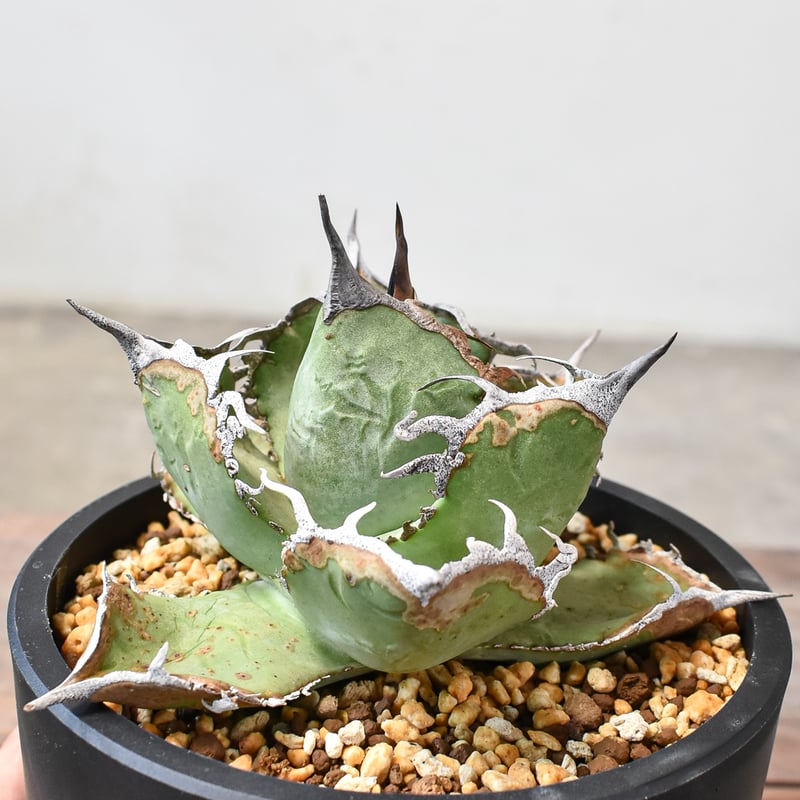 アガベ 　雪豹　子株 アガベ チタノタ 