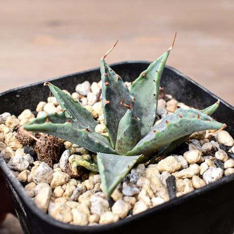 アガベ ハイブリット "邪霊" (特白肌怒雷神×血妖) 【台湾botanical_seeker産】B RF25011745