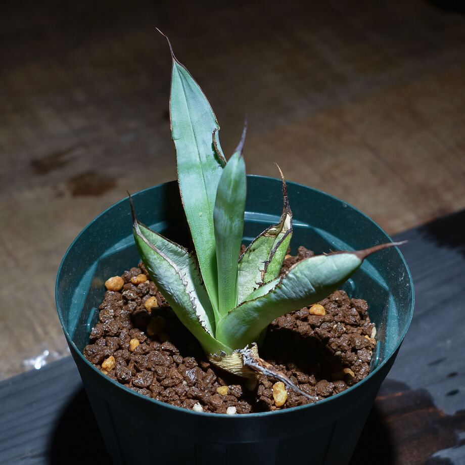 アガベ チタノタ ホワイトアイス 