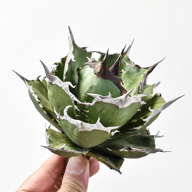 アガベ チタノタ 