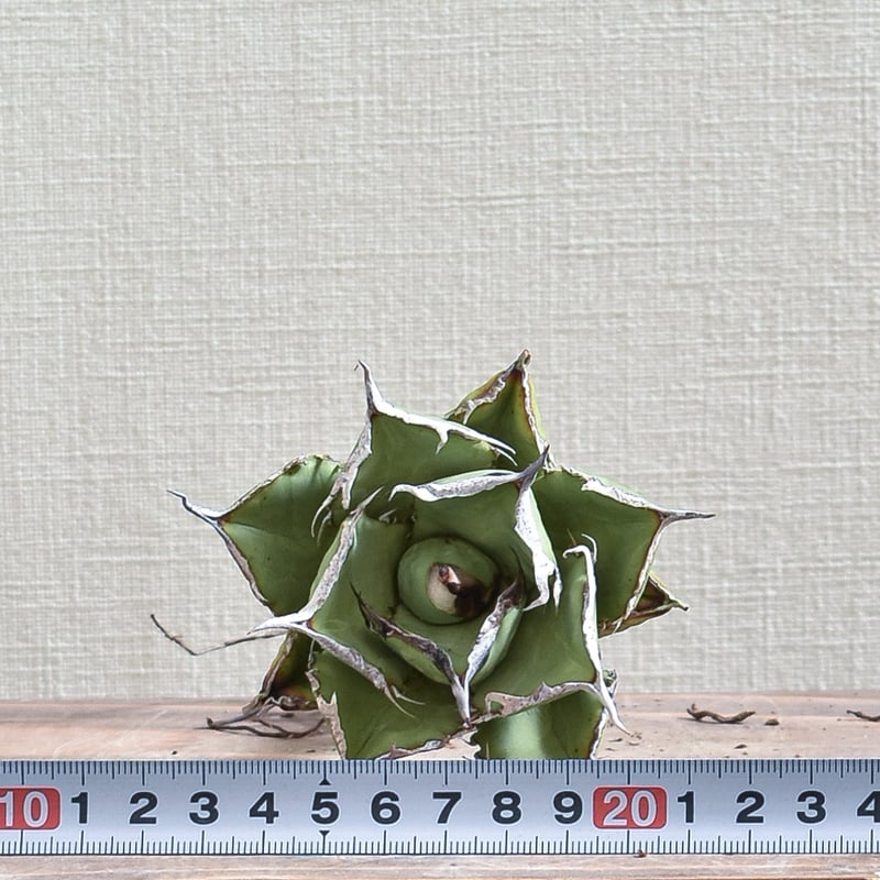 アガベ チタノタ 