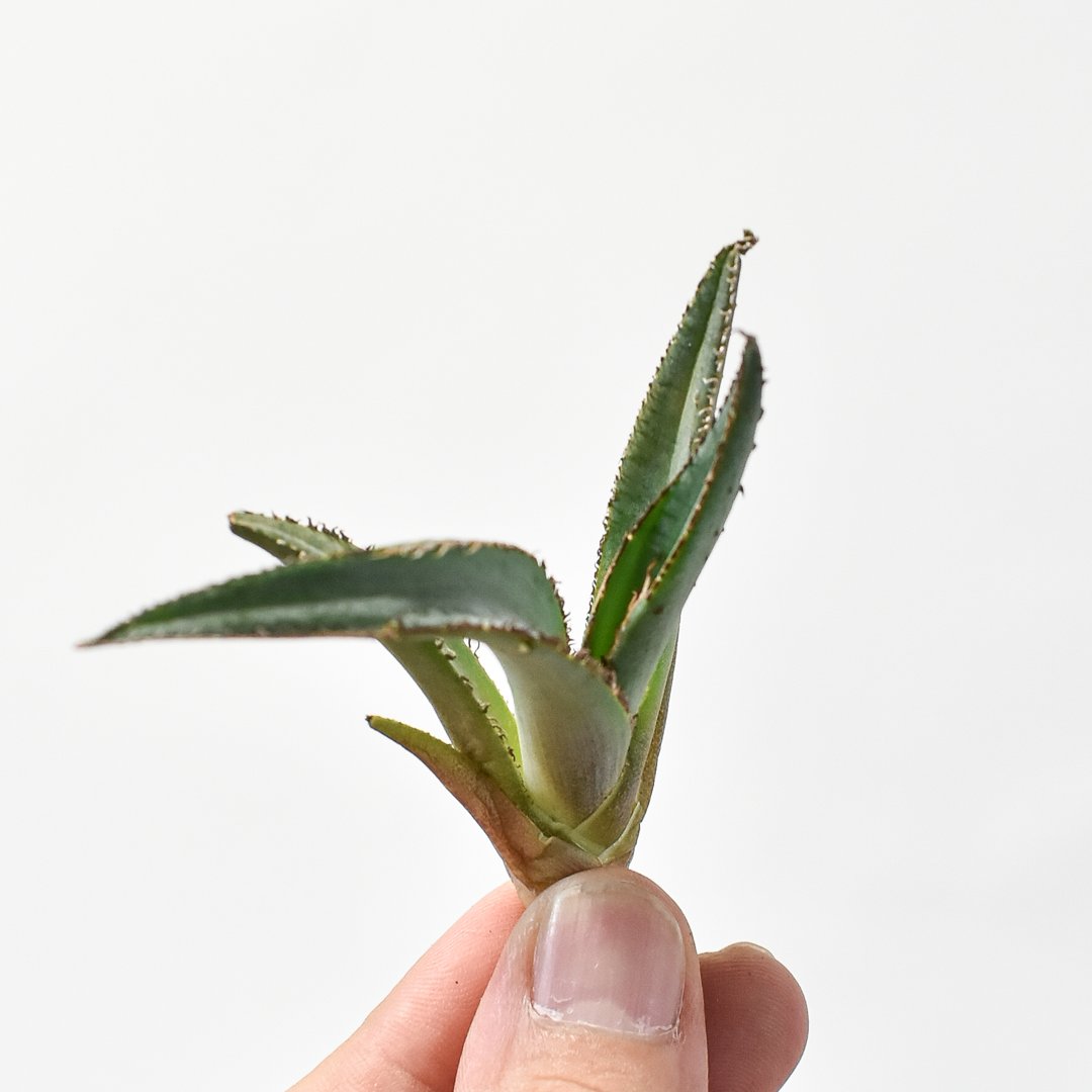 アガベ 中型 緑色 肉厚 ハイブリッド ジ*ナ様 アガベ 中型 緑色 肉厚