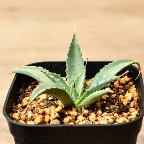 アガベ ハイブリット "吉巴羅" (特白肌怒雷神×血妖) 【台湾huplants2010産/子株販売】RF25011822
