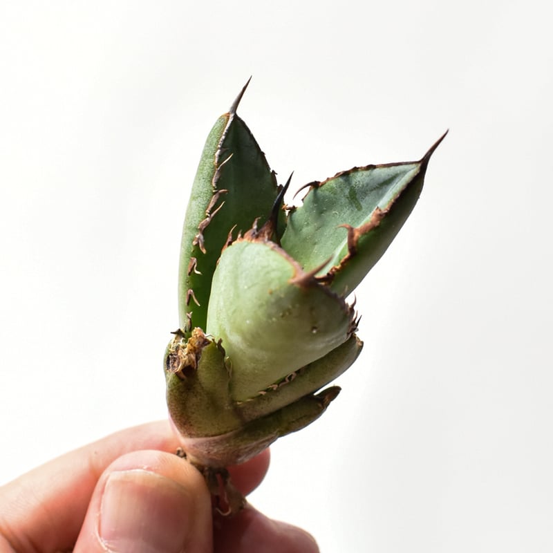 アガベ オテロイ 