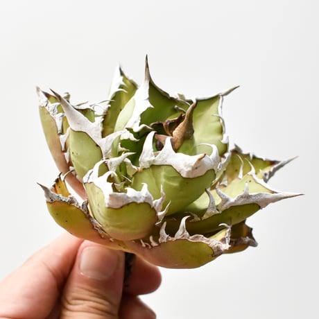 レッドキャットウィーズル | STORES