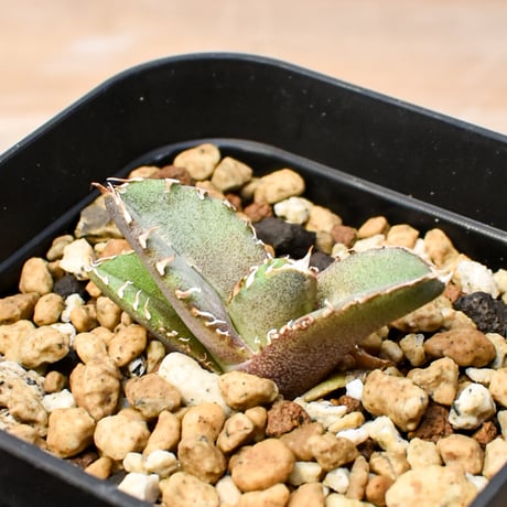 【RAFLUM育成株 5個セット】アガベ Mexico oteroi seeding / オテロイ実生 メキシコ産  【RAFLUM産/実生/子株】F