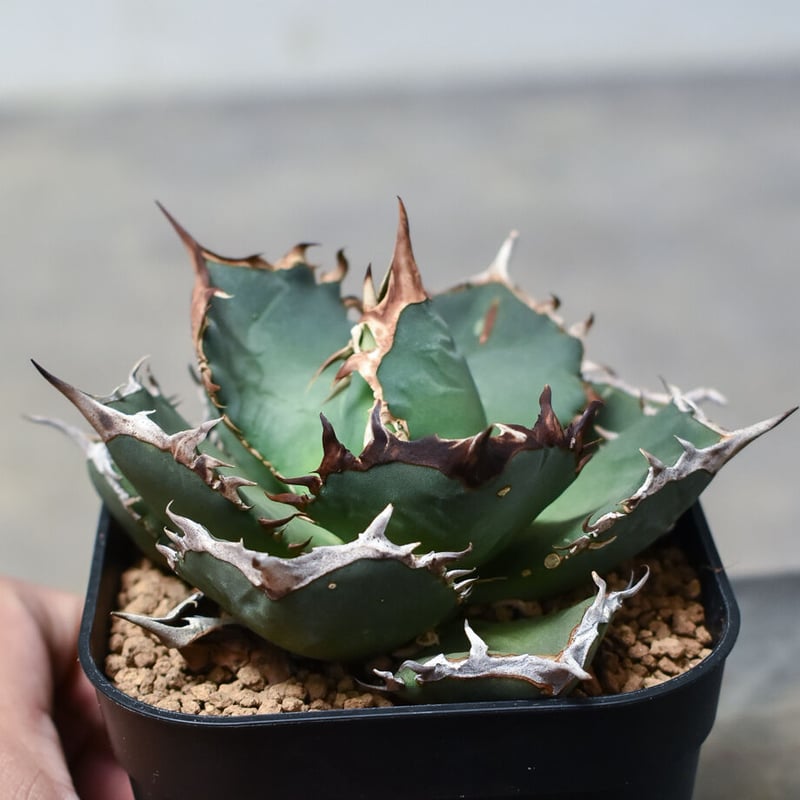 アガベ チタノタ 