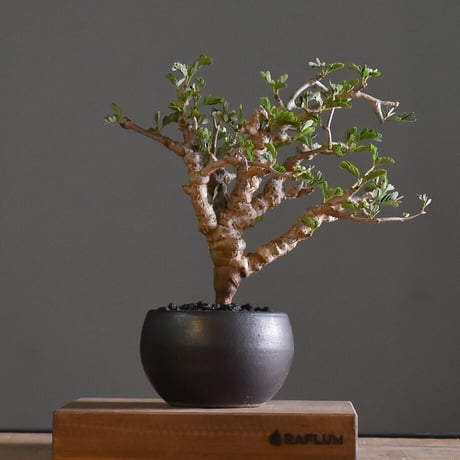 STORES コーデックスの検索結果