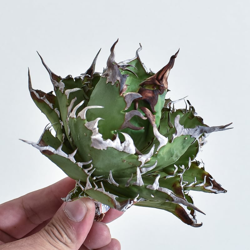 アガベ チタノタ チーター 