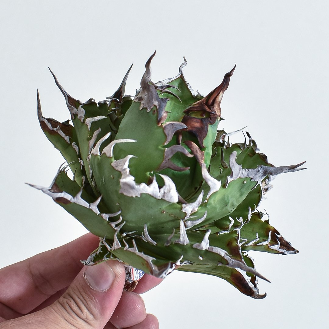 アガベ チタノタ チーター 