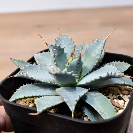 アガベ ハイブリット 日系イシスメンシス×象牙妖炎（陽炎エボリ）【台湾botanical_seeker産】RF25011381