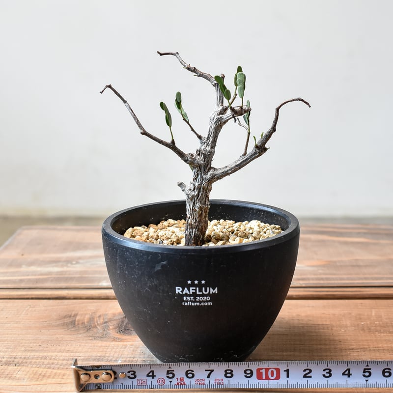 センナ メリディオナリスB 発根済み