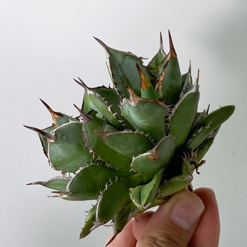 アガベ　チタノタ　レジェンド子株（ダブルヘッド） アガベ チタノタ レジェンド子株（ダブルヘッド） アガベ