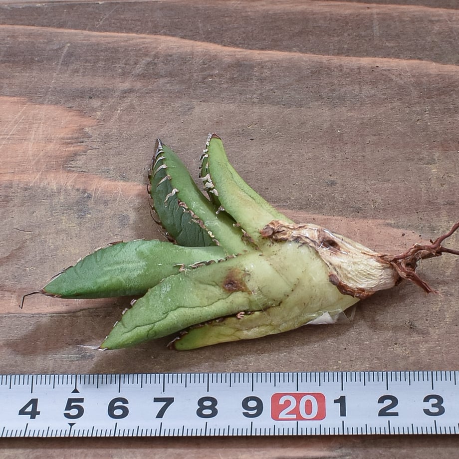 66cfb2a7130f34035f7689bd