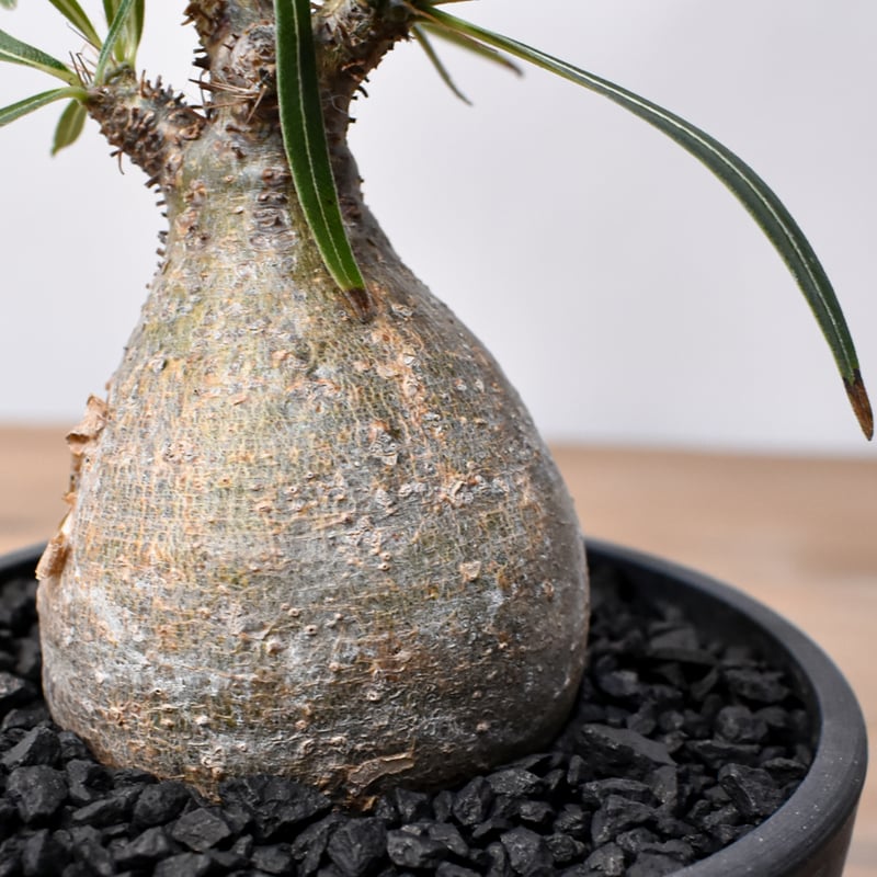 パキポディウム グラキリス RFHK25011536 | RAFLUM / ラフラム