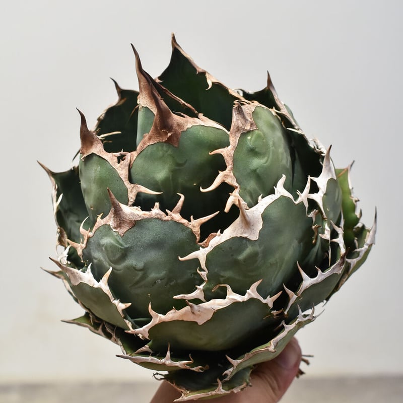 アガベ オテロイ チタノタ ノーネーム イラン株 大株 アガベ チタノタ オテロイ 