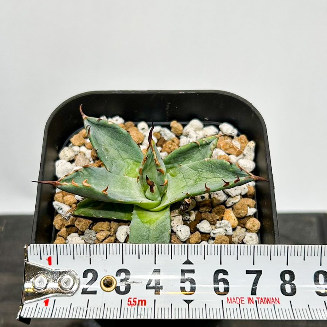 チ*ー様 【発根済・特大4.5号サイズ】陽炎ハイクオリティ株