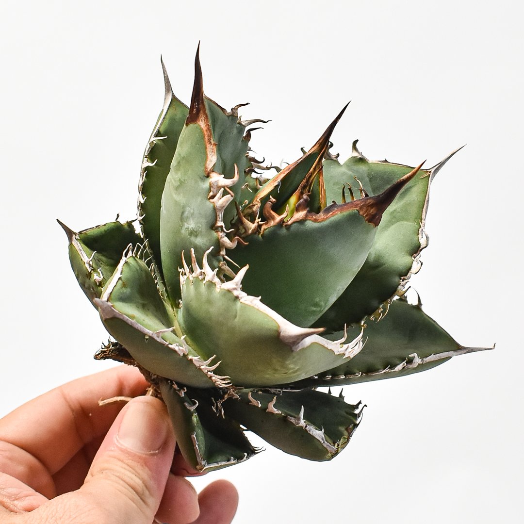 【極上最高級株】発根済み！大きめオリザバ①アガベ 極上最高級株】発根済み！大きめオリザバ②アガベ 極上株