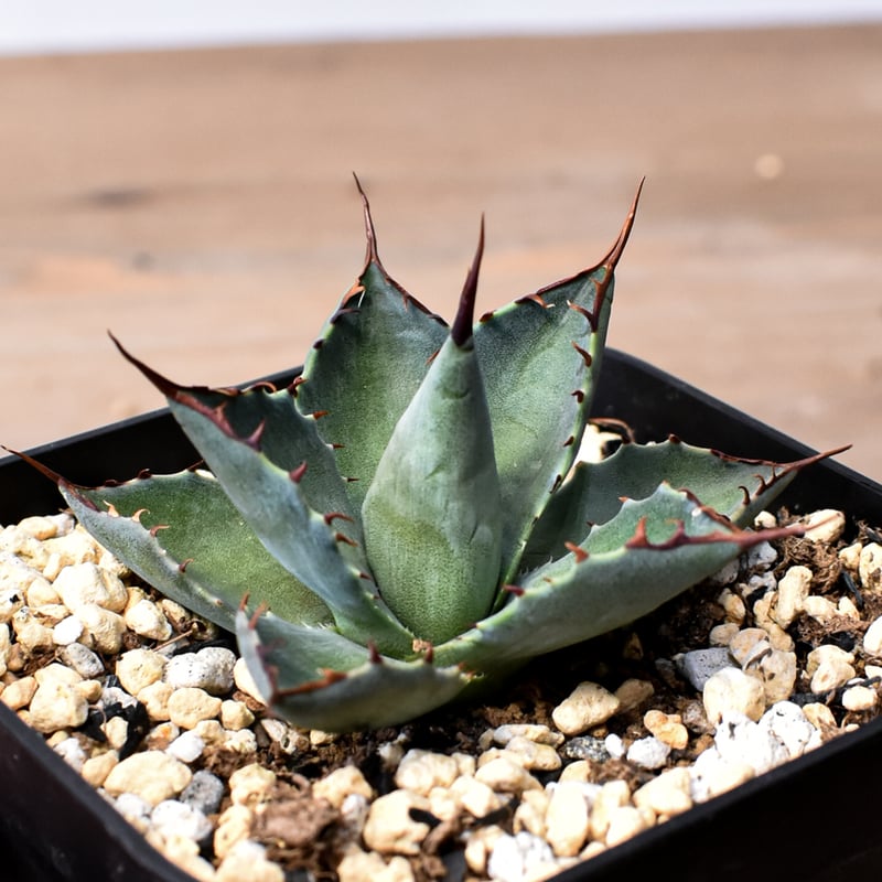 アガベ ハイブリット （パラサナ、イシスメンシス）× 曙光【台湾