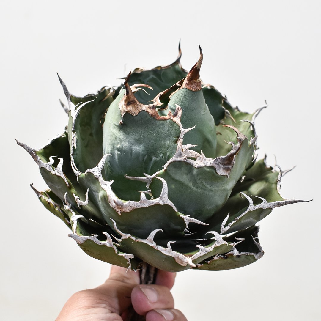 アガベ チタノタ 白鯨 