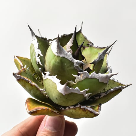 アガベ チタノタ  精品シャークソード "精品鯊魚劍" 【台湾 dragon agave産/中株/抜き苗】A70